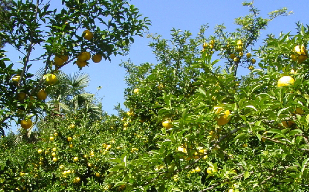 èæšç£ããã䜿çšïŒ æåé
¢ 200gÃ4æ¬ ä¿åæã»çè²æã»éŠæäžäœ¿çš | ãã æå é
¢ ãé
¢ èª¿å³æ ç¡çè² ä¿åæ äžäœ¿çš å¥åº· ãœãŒã æç ã©ãŒã¡ã³ é€å ã®ã§ãŒã¶ ãšããã©ã€ ããŠããã©ã¶ æ æšç èæšçº