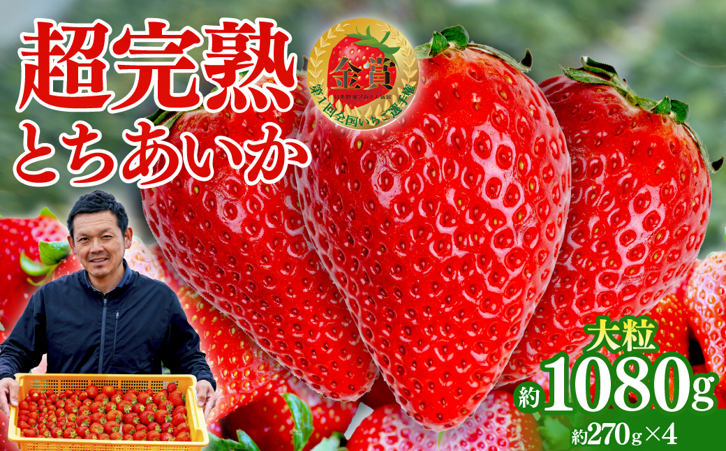 【先行受付：1月中旬以降発送】いちご 「茂木完熟いちご」　美土里農園の朝採れ とちあいか 大粒 約270g × 4パック 合計 約1080g | いちご イチゴ 苺 とちあいか  完熟 果物 甘い あまい フルーツ くだもの 旬 産地直送 栃木県産 美土里農園 栃木県 茂木町