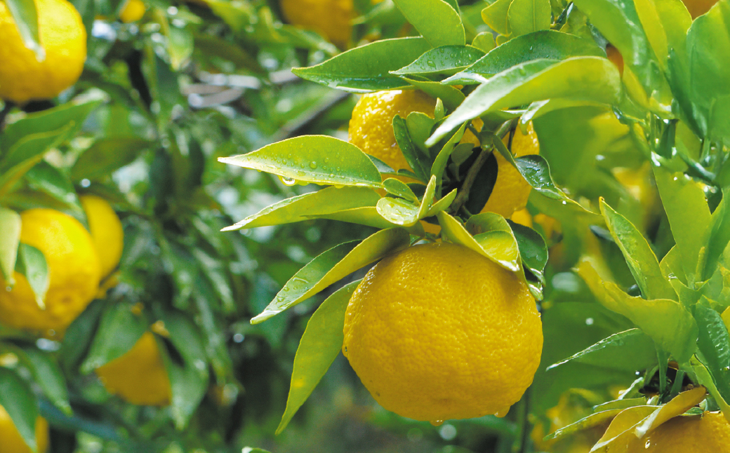 èæšç£ããã100ïŒ
䜿çšïŒãããžã£ã 160Ã4æ¬ ä¿åæã»çè²æã»éŠæäžäœ¿çš| ãã æå æå® ãã«ãŒã æäœã æè æé£ ããŒã¹ã ãã³ ãšãŒã°ã«ã è©°ãåãã ä¿åæ çè²æ äžäœ¿çš ãããã çŸå³ãã èæšç£ ããŠããã©ã¶ æ æšç èæšçº