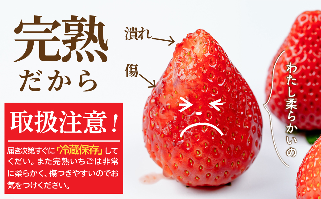 先行受付：1月中旬以降発送】いちご「茂木完熟いちご」 篠崎さんが育て