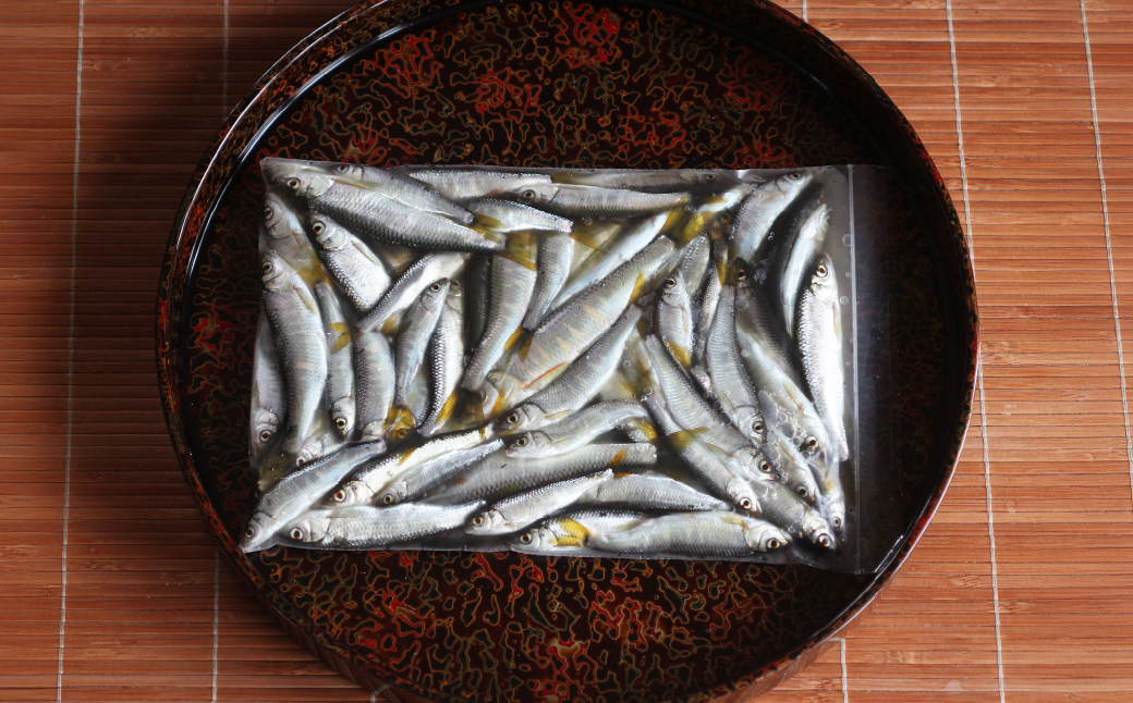 天然オイカワ 北関東の清流「那珂川産」 30〜50尾前後 計300g前後 冷凍 | オイカワ 天然 釣り 川魚 鮮魚 新鮮 北関東 清流 唐揚げ から揚げ 素揚げ 塩焼き 炭火焼 Riverline 栃木県 茂木町