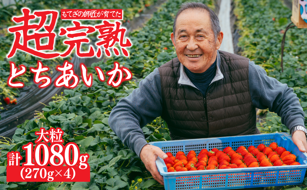 【先行受付：2月以降発送】いちご「茂木完熟いちご」師匠が育てた朝採れとちあいか 大粒  約270g × 4パック 合計約1080g | いちご イチゴ 苺 とちあいか 完熟 果物 甘い あまい フルーツ くだもの 旬 産地直送 栃木県産 関いちご園 栃木県 茂木町