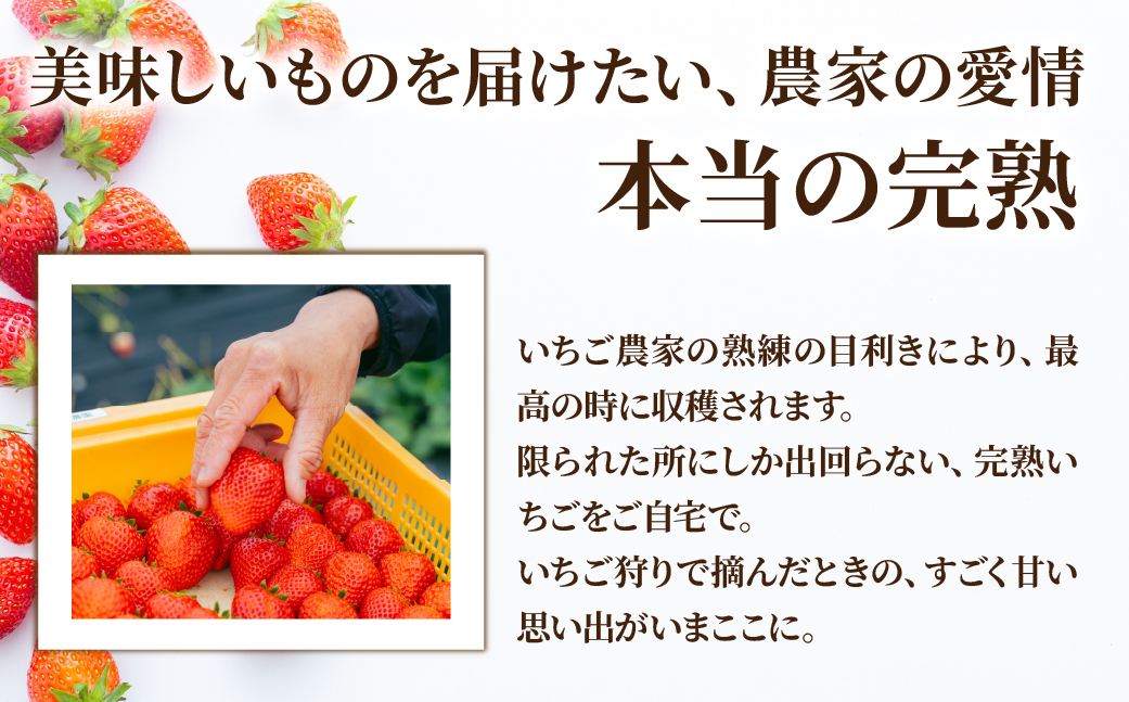 【先行受付：3月以降発送】いちご「茂木完熟いちご」　美土里農園の朝採れ とちあいか ギフト 450g×1箱 | いちご イチゴ 苺 とちあいか 完熟 甘い あまい 果物 フルーツ 贈答 ギフト プレゼント 美土里農園 栃木県 茂木町