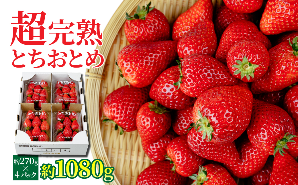【先行受付：1月中旬以降発送】いちご 「茂木完熟いちご」　矢野農園の とちおとめ レギュラーサイズ 約270g × 4パック 合計 約1080g | いちご イチゴ 苺 とちおとめ 完熟 果物 フルーツ 甘い あまい くだもの 旬 産地直送 栃木県産 矢野農園 栃木県 茂木町