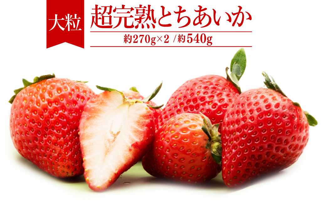 【先行受付：3月以降発送】いちご「茂木完熟いちご」　篠崎さんが育てた 朝どれ とちあいか 大粒 約270g×2パック 合計 約540g | いちご イチゴ 苺 とちあいか 完熟 果物 フルーツ くだもの 旬 産地直送 栃木県産 篠崎いちご園 栃木県 茂木町