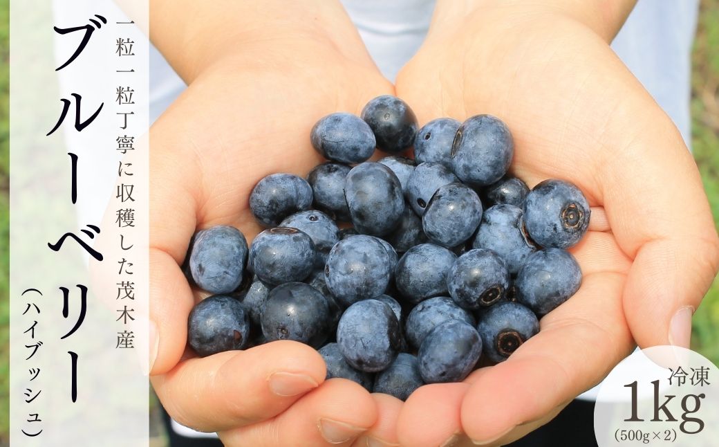 茂木町産 冷凍ブルーベリー（ハイブッシュ） 1kg | ブルーベリー ハイブッシュ 冷凍 フルーツ 果物 ベリー ジャム 朝食 ヨーグルト シャーベット ソース 農園コトリのよりみち 栃木県 茂木町