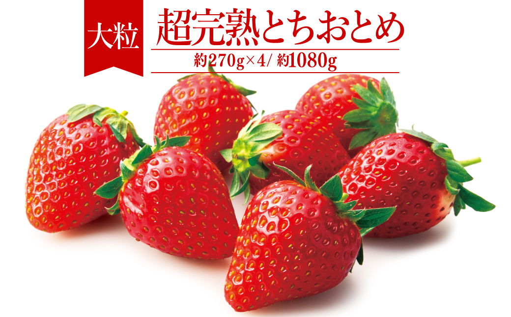 【先行受付：1月中旬以降発送】いちご「茂木完熟いちご」　篠崎さんが育てた 朝どれ とちおとめ 大粒 約270g × 4パック 合計 約1080g | いちご イチゴ 苺 とちおとめ 完熟 果物 フルーツ 甘い あまい くだもの 旬 産地直送 栃木県産 篠崎いちご園 栃木県 茂木町