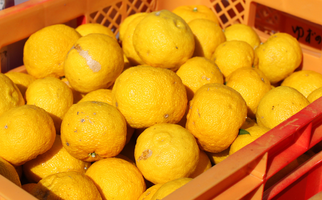 èæšç£ããã䜿çšïŒ ãã¬ãã·ã³ã° 200mlÃ4æ¬ãä¿åæã»çè²æã»éŠæäžäœ¿çš | ãã æå ææ± ãã¬ãã·ã³ã° èª¿å³æ ç¡çè² ä¿åæ äžäœ¿çš ãµã©ã éè ãã³ãªã€ã« ãã«ã·ãŒ ããªã ã«ã«ãããã§ ããŠããã©ã¶ æ æšç èæšçº