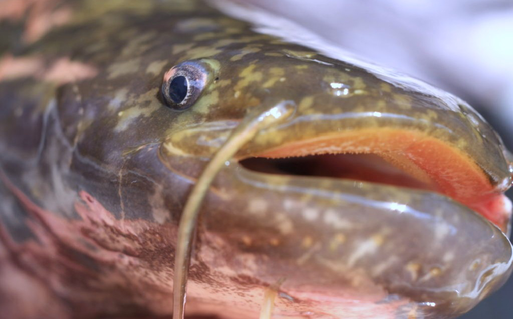 倩ç¶ãªãŸã(åã身) å颿±ã®æž
æµãé£çå·ç£ã 300gã400g ç空å·å | å€©ç¶ é¯° ãããº é®®é æ°é®® å颿± æž
æµ å€©ã·ã ããæã å³å挬ãçŒã ã¢ããŒãžã§ Riverline æ æšç èæšçº