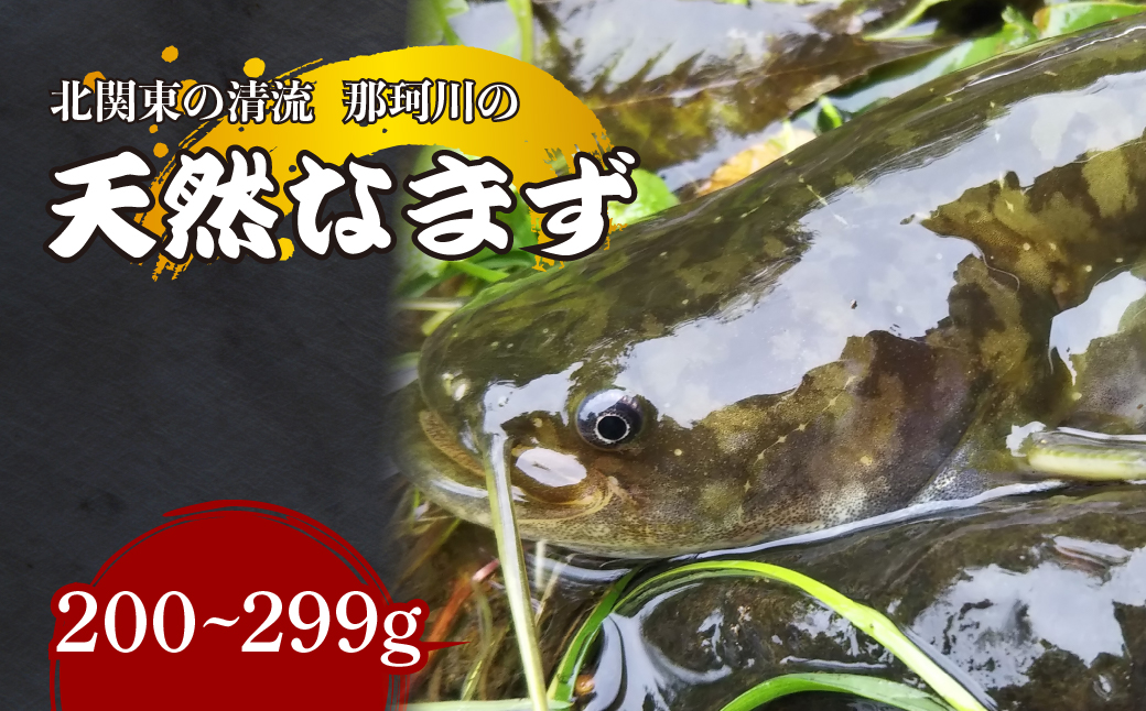 天然なまず(切り身) 那珂川産 200g〜299g 真空冷凍 | 天然 鯰 ナマズ 鮮魚 新鮮 北関東 清流 天ぷら から揚げ 味噌漬け焼き アヒージョ Riverline 栃木県 茂木町