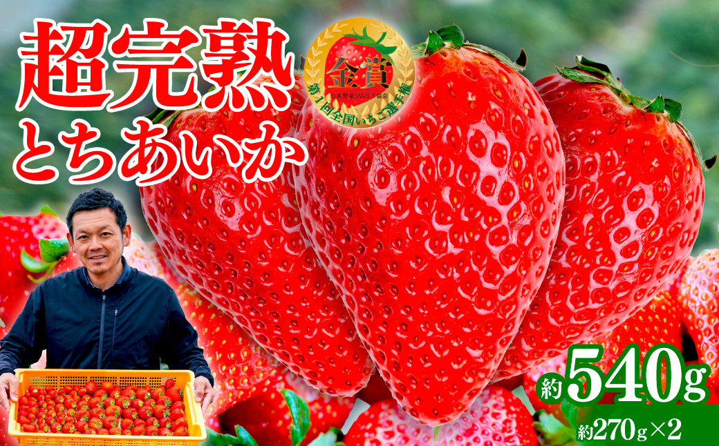 【先行受付：2月以降発送】いちご 「茂木完熟いちご」　美土里農園の朝採れ とちあいか レギュラーサイズ 約270g × 2パック 合計 約540g | いちご イチゴ 苺 とちあいか 完熟 果物 フルーツ くだもの 旬 産地直送 栃木県産 美土里農園 栃木県 茂木町