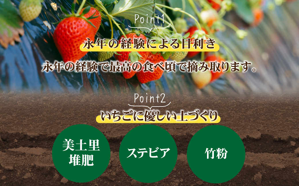 【先行受付：1月以降発送】いちご「茂木完熟いちご」　篠崎さんが育てた 朝どれ とちおとめ レギュラーサイズ 約270g × 2パック 合計 約540g | いちご イチゴ 苺 とちおとめ 完熟 果物 フルーツ 甘い あまい くだもの 旬 産地直送 栃木県産 篠崎いちご園 栃木県 茂木町