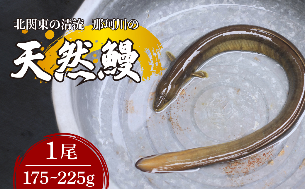 天然鰻 北関東の清流「那珂川産」 1尾 175〜225g 真空冷凍 | 鰻 うなぎ ウナギ 天然 天然うなぎ 希少 貴重 鮮魚 新鮮 北関東 清流 蒲焼 かば焼き 白焼き 炭火焼 うな重 うな丼 Riverline 栃木県 茂木町