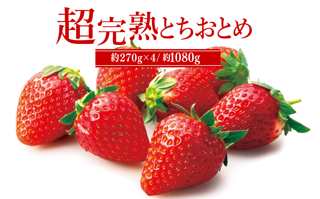 【先行受付：1月中旬以降発送】いちご「茂木完熟いちご」　篠崎さんが育てた 朝どれ とちおとめ レギュラーサイズ 約270g × 4パック 合計 約1080g | いちご イチゴ 苺 とちおとめ 完熟 果物 フルーツ 甘い あまい くだもの 旬 産地直送 栃木県産 篠崎いちご園 栃木県 茂木町