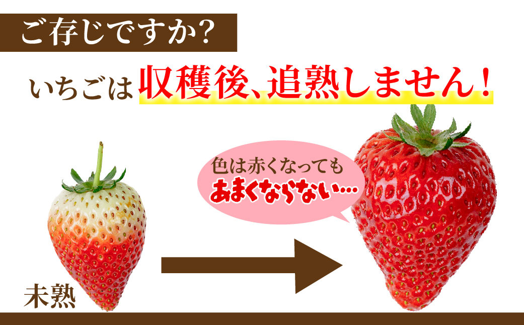 【先行受付：2月以降発送】いちご 「茂木完熟いちご」　矢野農園の とちおとめ レギュラーサイズ 約270g × 4パック 合計 約1080g | いちご イチゴ 苺  とちおとめ 完熟 果物 フルーツ 甘い あまい くだもの 旬 産地直送 栃木県産 矢野農園 栃木県 茂木町