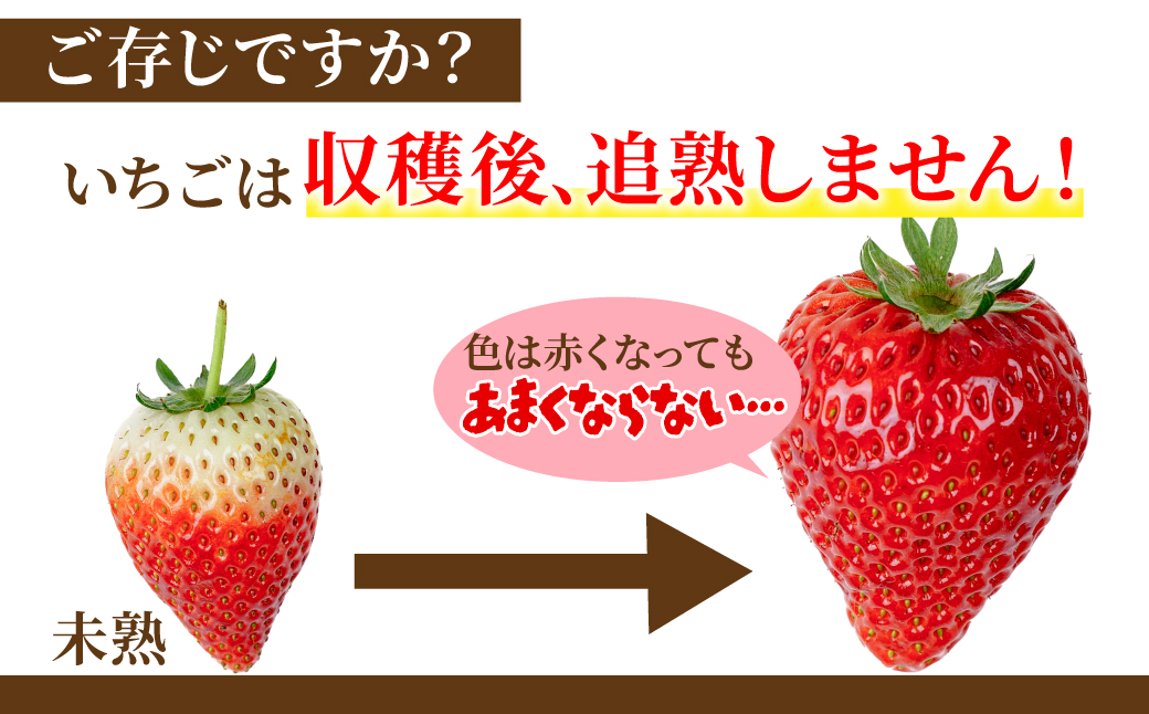【先行受付：1月中旬以降発送】＜3回定期便＞いちご 小島さんちの完熟 とちあいか レギュラーサイズ 約270g×4パック 合計 約1080g | いちご イチゴ 苺 とちあいか 完熟 大粒 果物 フルーツ くだもの あまい 甘い 産地直送 栃木県産 小島いちご園 栃木県 茂木町