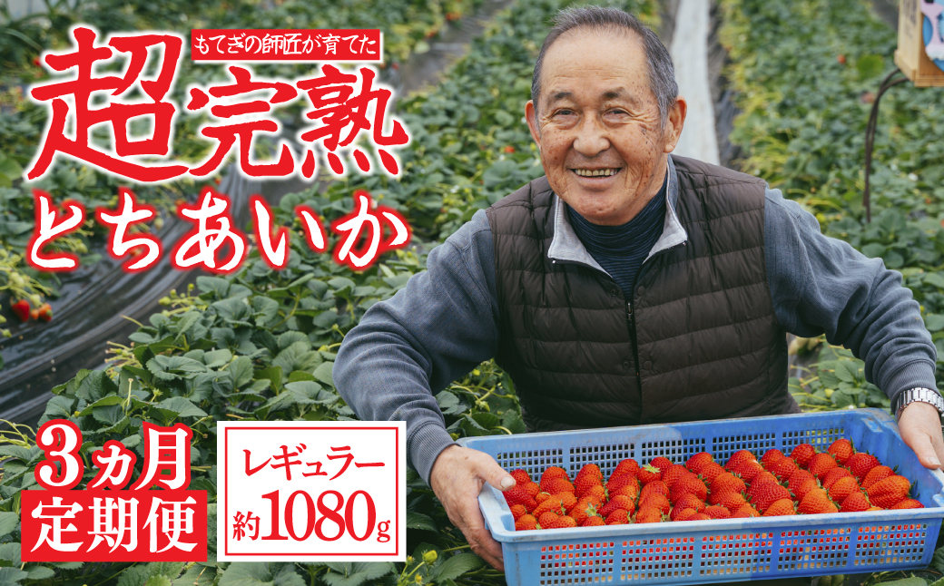 【先行受付：1月中旬以降発送】＜3カ月定期便＞いちご「茂木完熟いちご」師匠が育てた朝採れとちあいか レギュラーサイズ 約270g × 4パック 計約1080g | いちご イチゴ 苺 とちあいか 完熟 果物 フルーツくだもの 甘い あまい 旬 産地直送 栃木県産 関いちご園 栃木県 茂木町