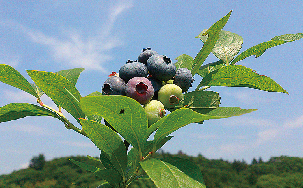 èæšç£ãã«ãŒããªãŒã100ïŒ
䜿çšïŒãã«ãŒããªãŒãžã£ã 160gÃ4æ¬ ä¿åæã»çè²æã»éŠæäžäœ¿çš | ãã«ãŒããªãŒ æå® ãã«ãŒã æäœã æè æé£ ããŒã¹ã ãã³ ãšãŒã°ã«ã è©°ãåãã ä¿åæ çè²æ äžäœ¿çš ãããã çŸå³ãã èæšç£ ããŠããã©ã¶ æ æšç èæšçº