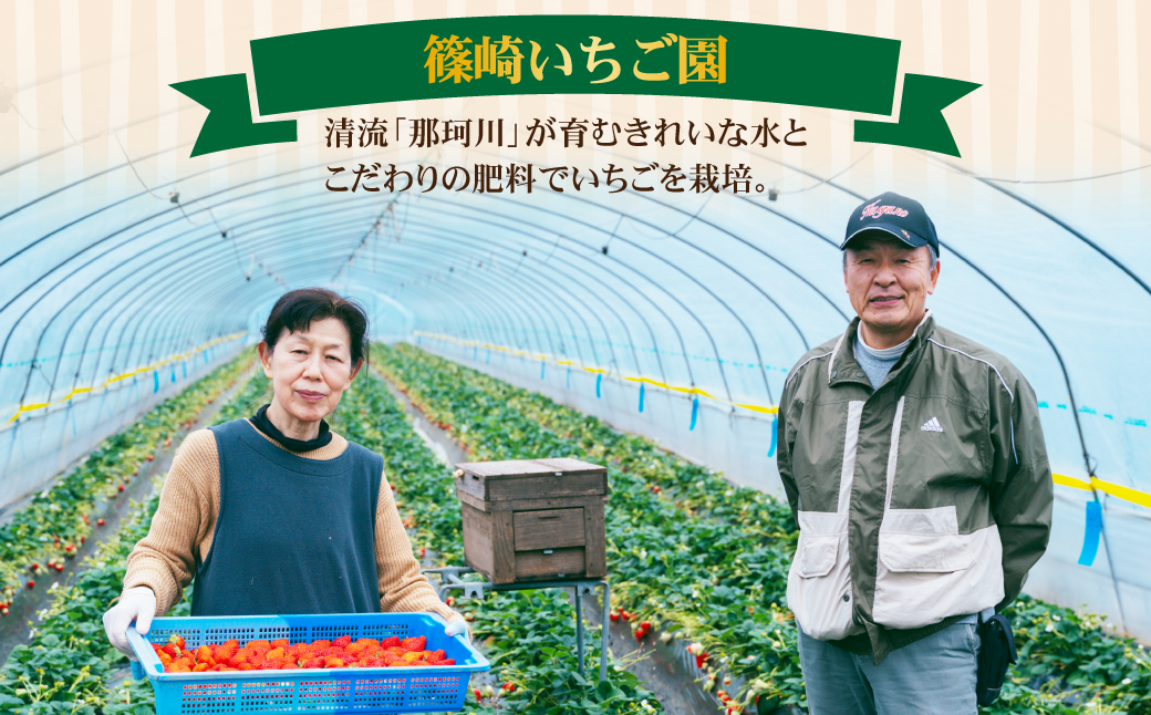 【先行受付：3月以降発送】いちご「茂木完熟いちご」　篠崎さんが育てた 朝どれ とちあいか 大粒 約270g×4パック 合計 約1080g | いちご イチゴ 苺 とちあいか 完熟 果物 フルーツ くだもの 甘い あまい 旬 産地直送 栃木県産 篠崎いちご園 栃木県 茂木町