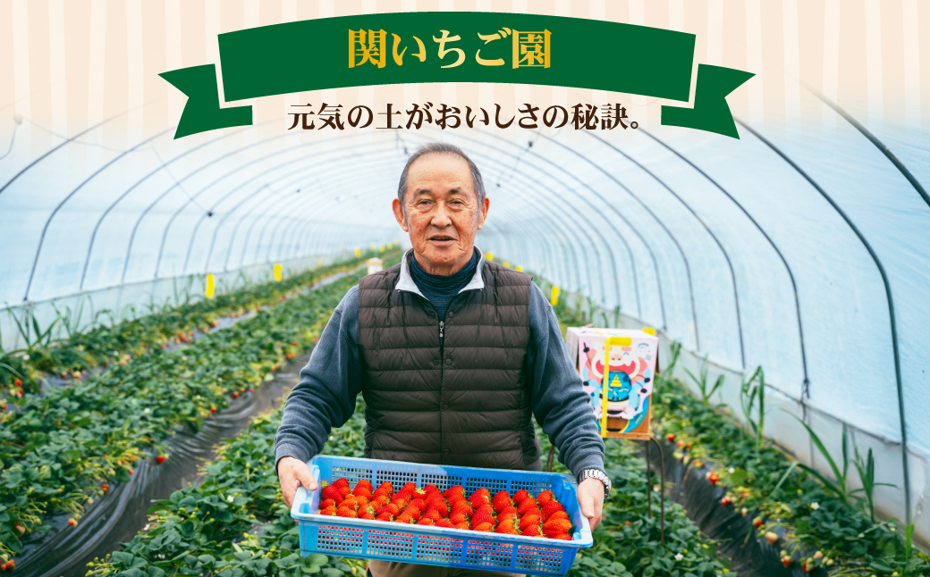【先行受付：3月以降発送】いちご「茂木完熟いちご」師匠が育てた朝採れとちあいか 大粒  約270g × 4パック 合計約1080g | いちご イチゴ 苺 とちあいか 完熟 果物 甘い あまい フルーツ くだもの 旬 産地直送 栃木県産 関いちご園 栃木県 茂木町