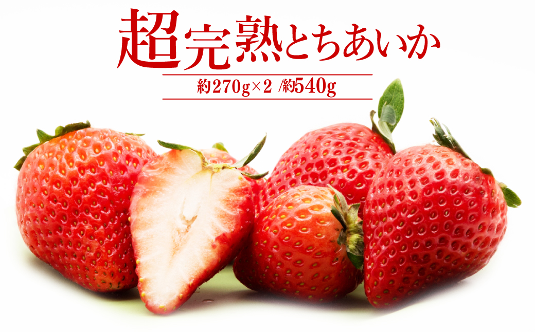 【先行受付：1月中旬以降発送】いちご「茂木完熟いちご」　篠崎さんが育てた 朝どれとちあいか レギュラーサイズ 約270g × 2パック 合計 540g | いちご イチゴ 苺 とちあいか 完熟 果物 フルーツ くだもの 旬 産地直送 栃木県産 篠崎いちご園 栃木県 茂木町