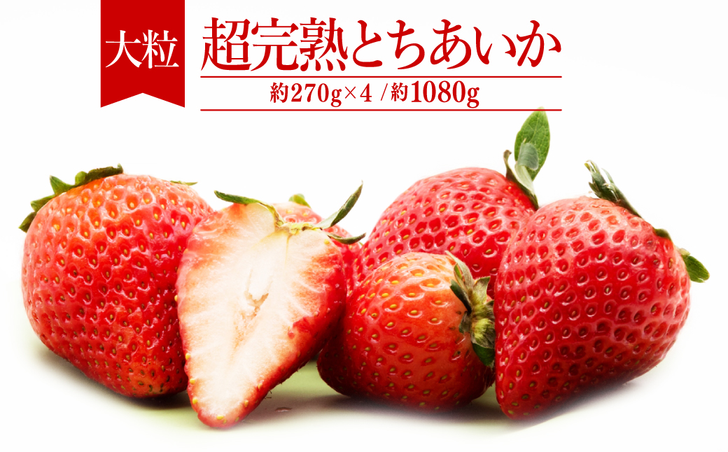 【先行受付：2月以降発送】いちご「茂木完熟いちご」　篠崎さんが育てた 朝どれ とちあいか 大粒 約270g×4パック 合計 約1080g | いちご イチゴ 苺 とちあいか 完熟 果物 フルーツ くだもの 甘い あまい 旬 産地直送 栃木県産 篠崎いちご園 栃木県 茂木町