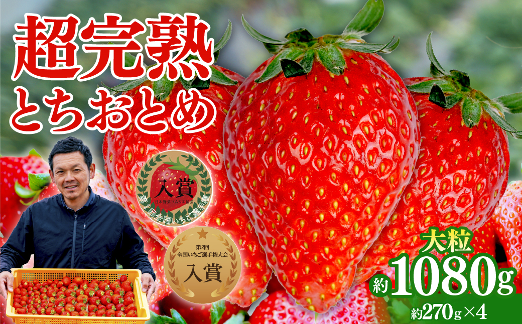 【先行受付：1月中旬以降発送】いちご 「茂木完熟いちご」　美土里農園の朝採れ とちおとめ 大粒 約270g×4 合計 約1080g | いちご イチゴ 苺 とちおとめ 完熟 果物 フルーツ くだもの 甘い あまい 旬 産地直送 栃木県産 美土里農園 栃木県 茂木町