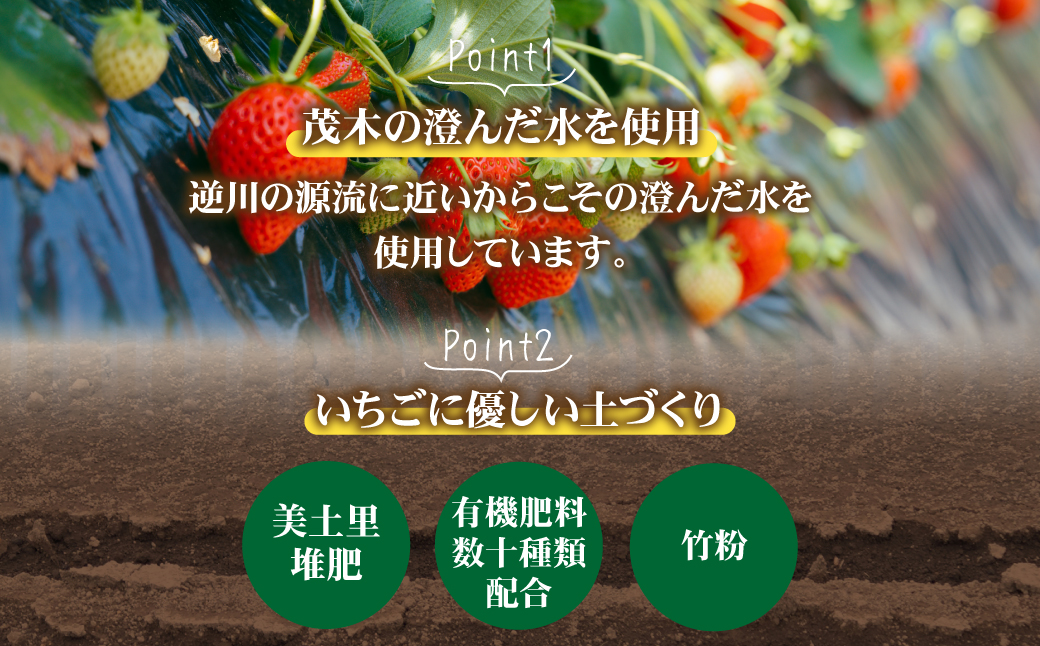 【先行受付：3月以降発送】いちご 「茂木完熟いちご」　美土里農園の朝採れ とちあいか ギフト 450g × 2箱 合計900g  | いちご イチゴ 苺 とちあいか 完熟 果物 フルーツ 美土里農園 栃木県 茂木町