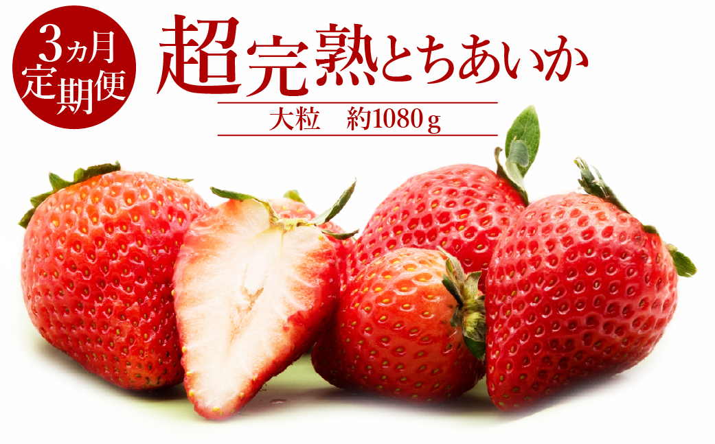 【先行受付：1月中旬以降発送】＜3ケ月定期便＞いちご「茂木完熟いちご」　篠崎さんが育てた 朝どれ とちあいか 大粒 約270g×4パック 合計 約1080g | いちご イチゴ 苺 とちあいか 完熟 果物 フルーツ くだもの 甘い あまい 旬 産地直送 栃木県産 篠崎いちご園 栃木県 茂木町