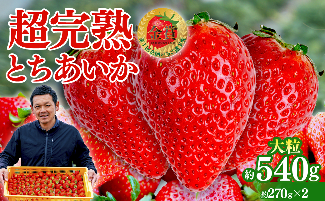 【先行受付：2月以降発送】いちご 「茂木完熟いちご」　美土里農園の朝採れ とちあいか 大粒 約270g × 2パック 合計 約540g | いちご イチゴ 苺 とちあいか 完熟 果物 フルーツ 甘い あまい くだもの 旬 産地直送 栃木県産 美土里農園 栃木県 茂木町