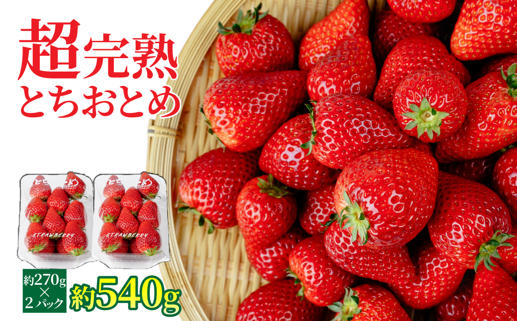 【先行受付：1月中旬以降発送】いちご 「茂木完熟いちご」　矢野農園の とちおとめ レギュラーサイズ 約270g × 2パック 合計 約540g | いちご イチゴ 苺 とちおとめ 完熟 果物 フルーツ 甘い あまい くだもの 旬 産地直送 栃木県産 矢野農園 栃木県 茂木町