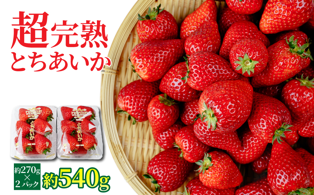 【先行受付：2月以降発送】いちご 「茂木完熟いちご」　矢野農園 とちあいか レギュラーサイズ 約270g × 2パック 合計 約540g | いちご イチゴ 苺 とちあいか 完熟 甘い あまい 果物 フルーツ 矢野農園 栃木県 茂木町