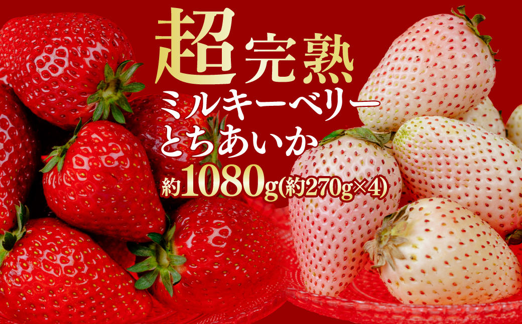【先行受付：2月以降発送】いちご 鈴木ファームの とちあいか ＆ ミルキーベリー  紅白MIX 各270g×2パック 合計1080g  | いちご イチゴ 苺 とちあいか ミルキーベリー 完熟 果物 フルーツ くだもの 旬 産地直送 栃木県産 鈴木ファーム 栃木県 茂木町