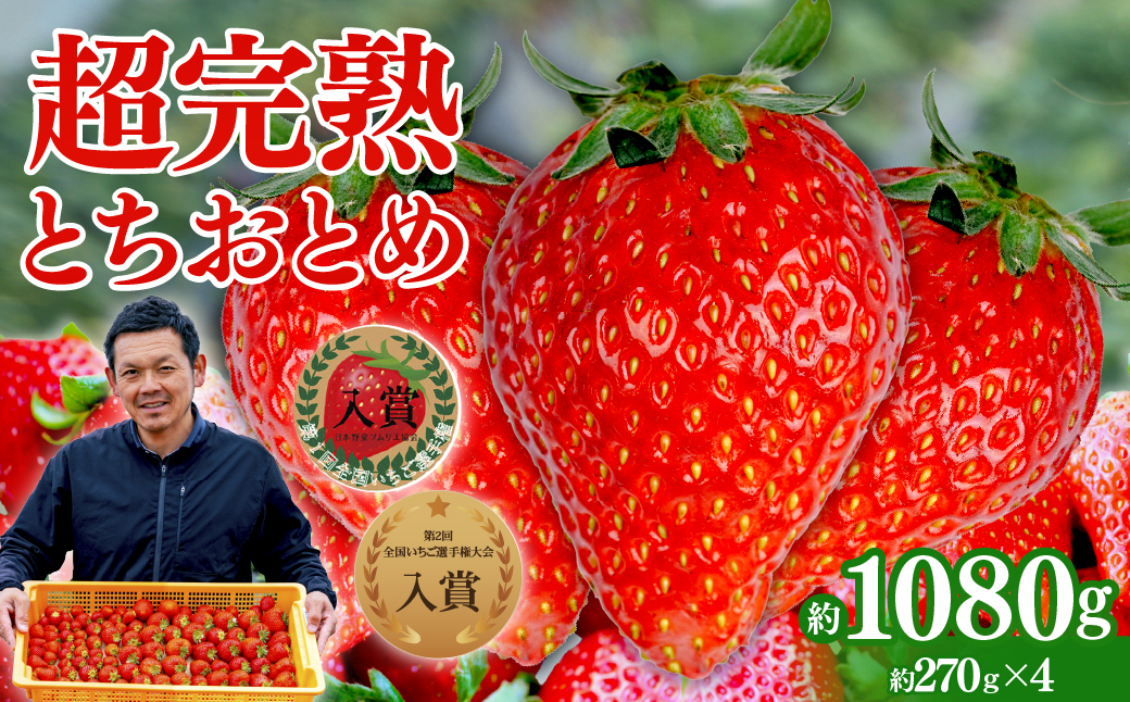 【先行受付：1月中旬以降発送】いちご 「茂木完熟いちご」　美土里農園の朝採れ とちおとめ レギュラーサイズ 約270g×4パック 合計 約1080g | いちご イチゴ 苺  とちおとめ 完熟 甘い あまい 入賞 果物 フルーツ くだもの 旬 産地直送 栃木県産 美土里農園 栃木県 茂木町