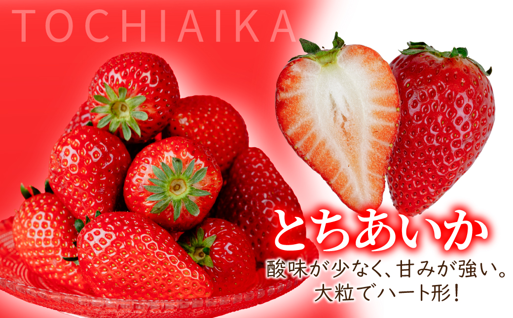 【先行受付：1月中旬以降発送】＜3回定期便＞いちご 小島さんちの完熟 とちあいか レギュラーサイズ 約270g×4パック 合計 約1080g | いちご イチゴ 苺 とちあいか 完熟 大粒 果物 フルーツ くだもの あまい 甘い 産地直送 栃木県産 小島いちご園 栃木県 茂木町
