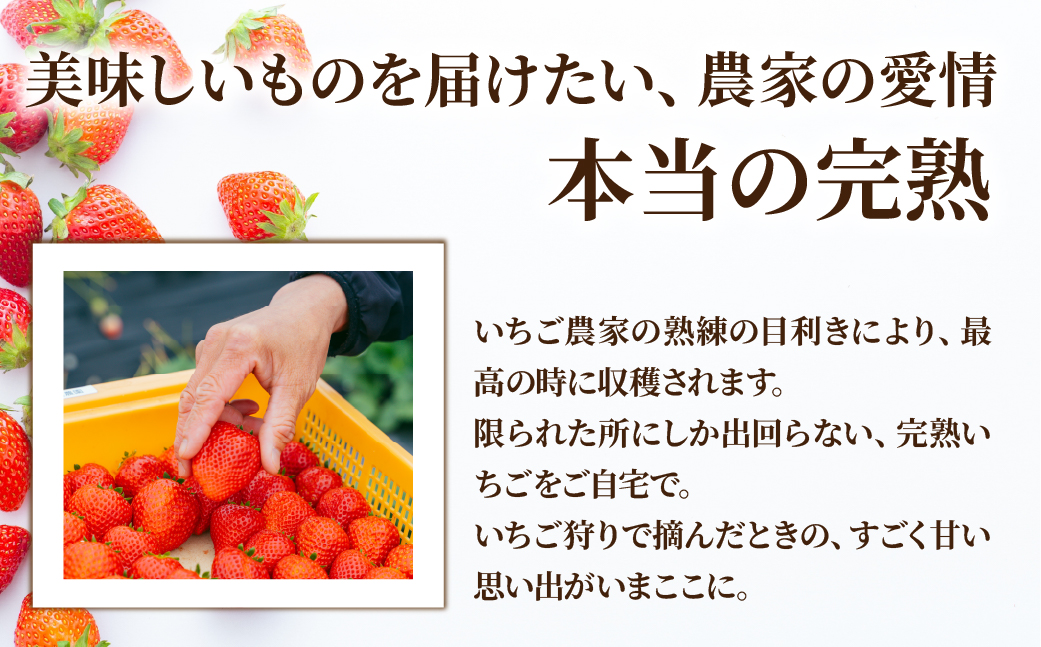 【先行受付：2月以降発送】いちご「茂木完熟いちご」 篠崎さんが育てた とちおとめ＆とちあいか 大粒 食べ比べセット 約270g×各2パック 合計 約1080g | いちご イチゴ 苺 とちあいか とちおとめ 完熟 大粒 果物 フルーツ くだもの 旬 産地直送 栃木県産 篠崎いちご園 栃木県 茂木町