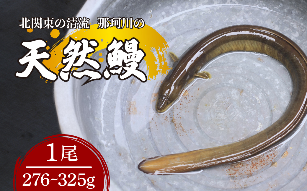 天然鰻 北関東の清流「那珂川産」 真空冷凍 1尾 276〜325g | 鰻 うなぎ ウナギ 天然 天然うなぎ 希少 貴重 鮮魚 新鮮 北関東 清流 蒲焼 かば焼き 白焼き 炭火焼 うな重 うな丼 Riverline 栃木県 茂木町