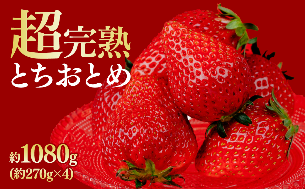 【先行受付：1月中旬以降発送】いちご 鈴木ファームの完熟＆朝摘み とちおとめ レギュラーサイズ 約270g × 4パック 合計 約1080g | いちご イチゴ 苺 とちおとめ 完熟 果物 甘い あまい フルーツ くだもの 旬 産地直送 栃木県産 鈴木ファーム 栃木県 茂木町