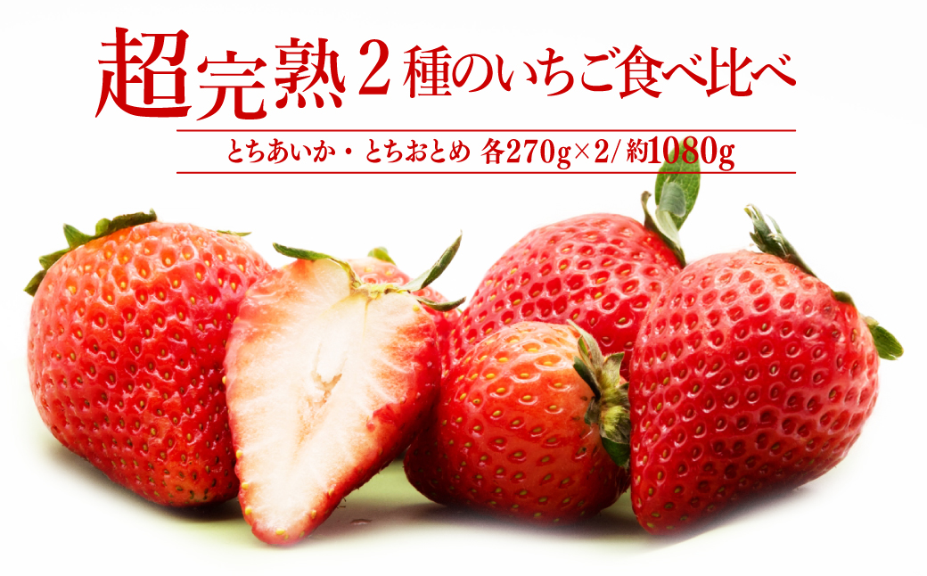 【先行受付：2月以降発送】いちご「茂木完熟いちご」 篠崎さんが育てた とちおとめ ＆ とちあいか レギュラーサイズ 食べ比べセット 約270g × 各2パック 合計約1080g | いちご イチゴ 苺 とちあいか とちおとめ 甘い あまい 完熟 果物 フルーツ 篠崎いちご園 栃木県 茂木町