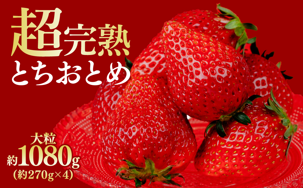 【先行受付：2月以降発送】鈴木ファームの厳選&完熟&朝摘み とちおとめ  大粒 4パック入り | いちご イチゴ 苺 とちおとめ 完熟 甘い あまい 果物 フルーツ くだもの 旬 産地直送 栃木県産 鈴木ファーム 栃木県 茂木町