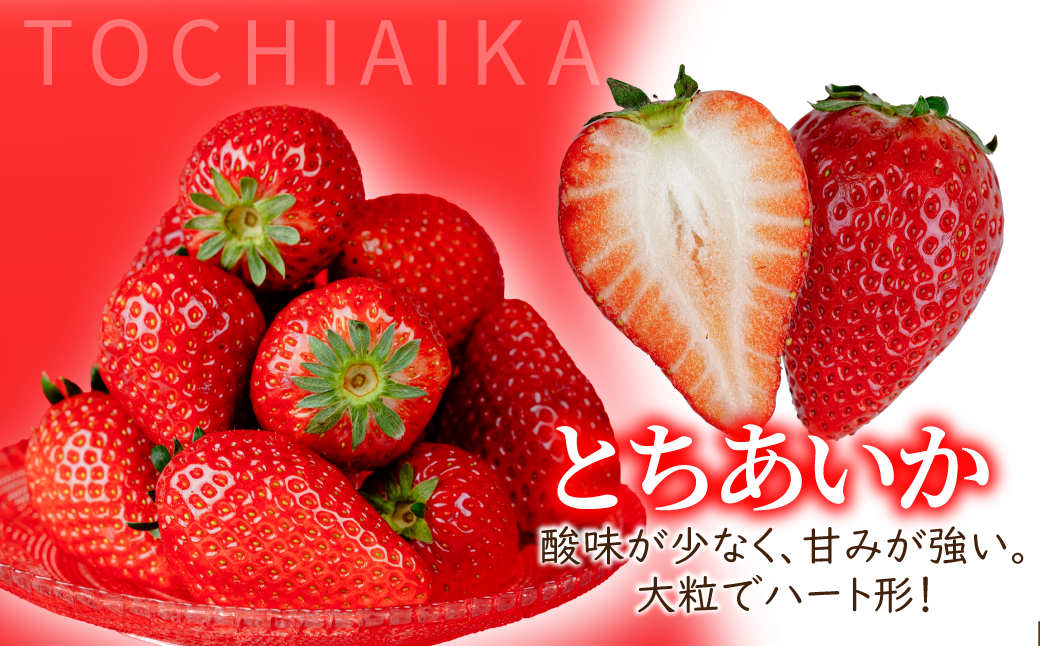 【先行受付：3月以降発送】いちご 「茂木完熟いちご」　美土里農園の朝採れ とちあいか レギュラーサイズ 約270g × 2パック 合計 約540g | いちご イチゴ 苺 とちあいか 完熟 果物 フルーツ くだもの 旬 産地直送 栃木県産 美土里農園 栃木県 茂木町