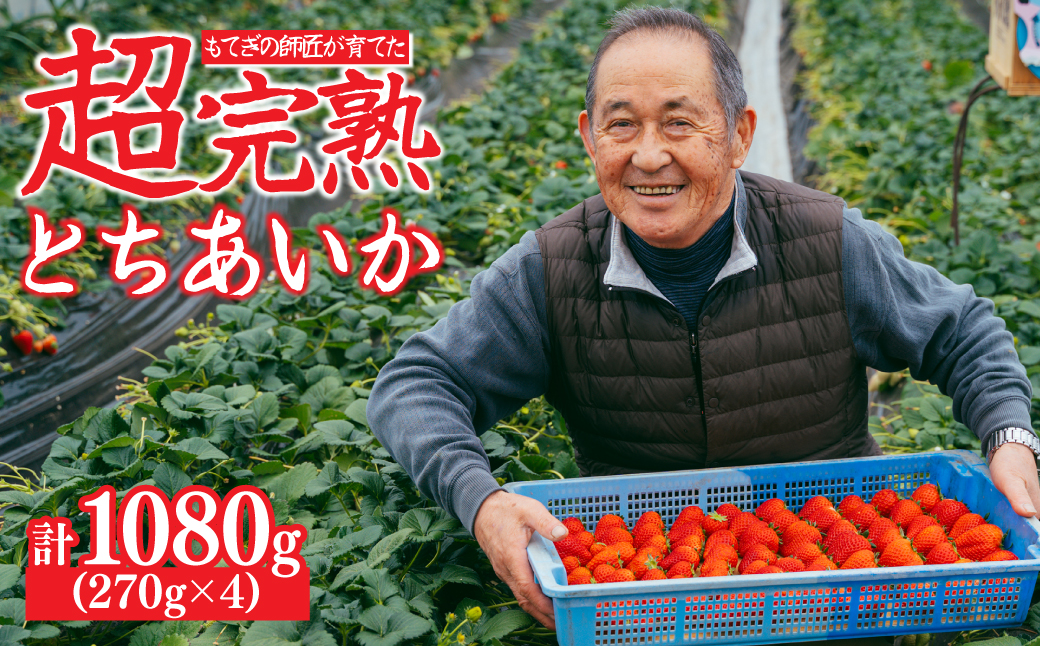 【先行受付：2月以降発送】いちご「茂木完熟いちご」師匠が育てた朝採れとちあいか  レギュラーサイズ 約270g × 4パック 計約1080g | いちご イチゴ 苺 とちあいか 完熟 朝採れ フルーツ 甘い あまい 果物 くだもの 旬 産地直送 栃木県産 関いちご園 栃木県 茂木町