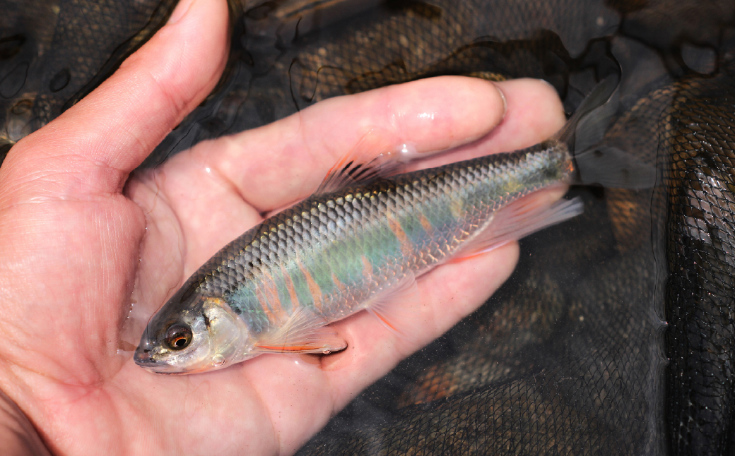 天然オイカワ 北関東の清流「那珂川産」 30〜50尾前後 計300g前後 冷凍 | オイカワ 天然 釣り 川魚 鮮魚 新鮮 北関東 清流 唐揚げ から揚げ 素揚げ 塩焼き 炭火焼 Riverline 栃木県 茂木町