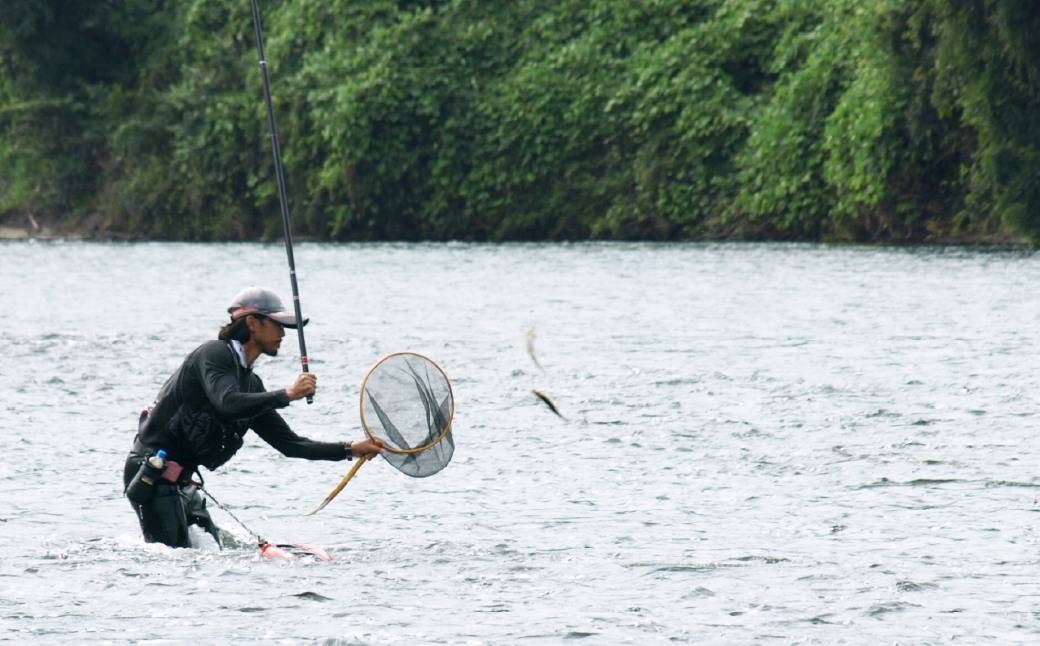 天然オイカワ 北関東の清流「那珂川産」 30〜50尾前後 計300g前後 冷凍 | オイカワ 天然 釣り 川魚 鮮魚 新鮮 北関東 清流 唐揚げ から揚げ 素揚げ 塩焼き 炭火焼 Riverline 栃木県 茂木町