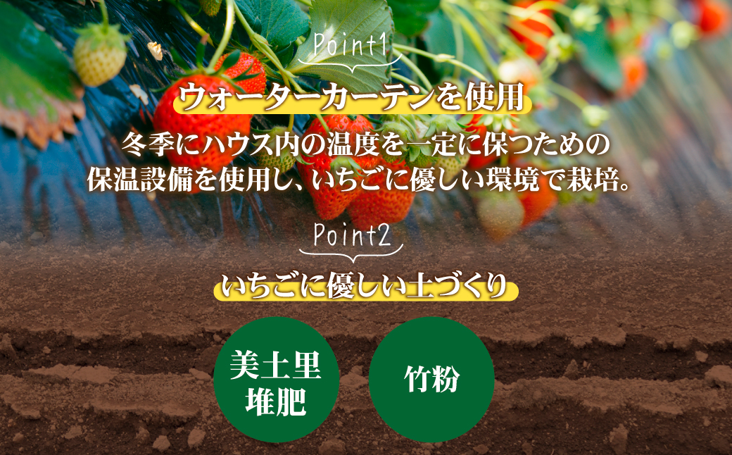 【先行受付：1月中旬以降発送】＜3回定期便＞いちご 小島さんちの完熟 とちあいか レギュラーサイズ 約270g×4パック 合計 約1080g | いちご イチゴ 苺 とちあいか 完熟 大粒 果物 フルーツ くだもの あまい 甘い 産地直送 栃木県産 小島いちご園 栃木県 茂木町
