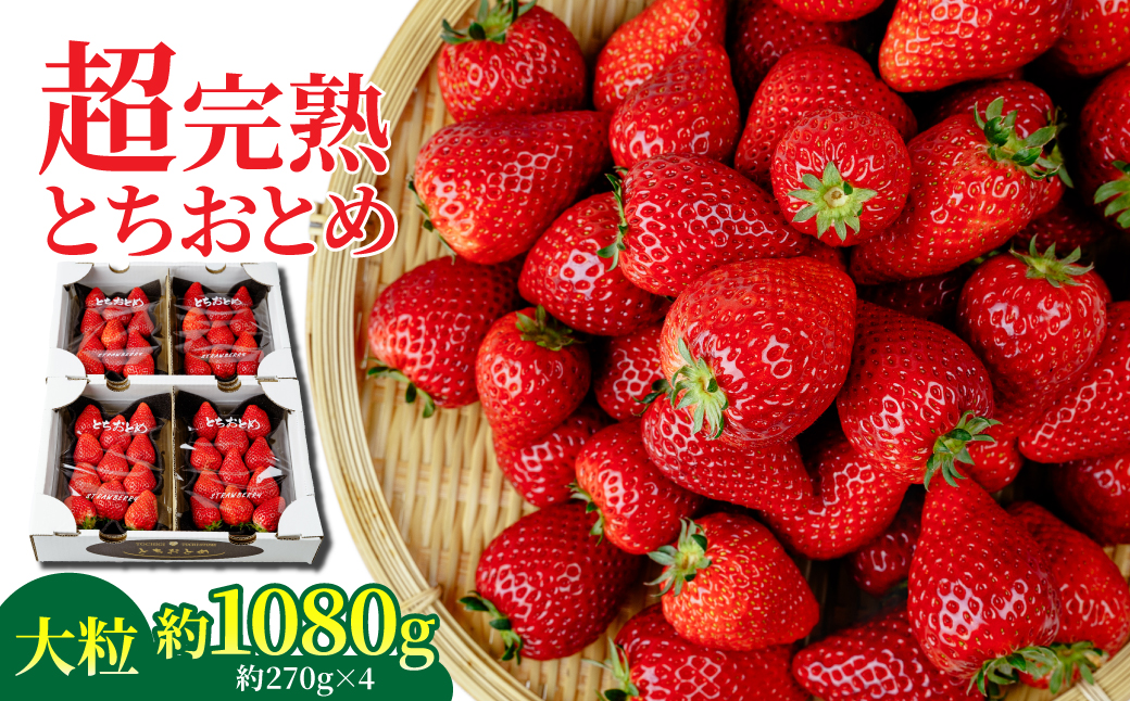 【先行受付：2月以降発送】いちご 「茂木完熟いちご」　矢野農園の とちおとめ 大粒 約270g × 4パック 合計 約1080g | いちご イチゴ 苺 とちおとめ 完熟 果物 フルーツ くだもの 旬 産地直送 栃木県産 矢野農園 栃木県 茂木町