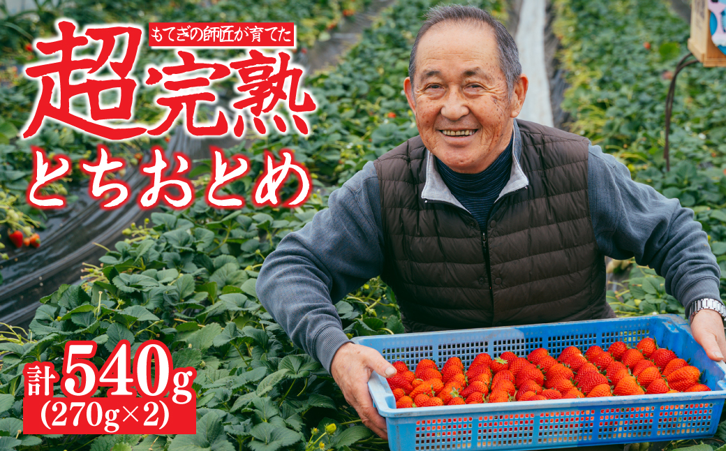 【先行受付：2月以降発送】いちご「茂木完熟いちご」師匠が育てた朝採れとちおとめ レギュラーサイズ 約270g × 2パック 計約540g | いちご イチゴ 苺 とちおとめ 完熟 果物 フルーツくだもの 甘い あまい 旬 産地直送 栃木県産 関いちご園 栃木県 茂木町