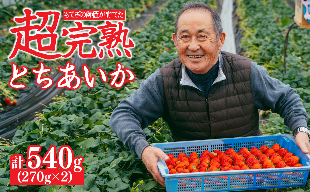 【先行受付：2月以降発送】いちご「茂木完熟いちご」師匠が育てた朝採れとちあいか  レギュラーサイズ 約270g × 2パック 計約540g | いちご イチゴ 苺 とちあいか 完熟 朝採れ フルーツ 甘い あまい 果物 くだもの 旬 産地直送 栃木県産 関いちご園 栃木県 茂木町