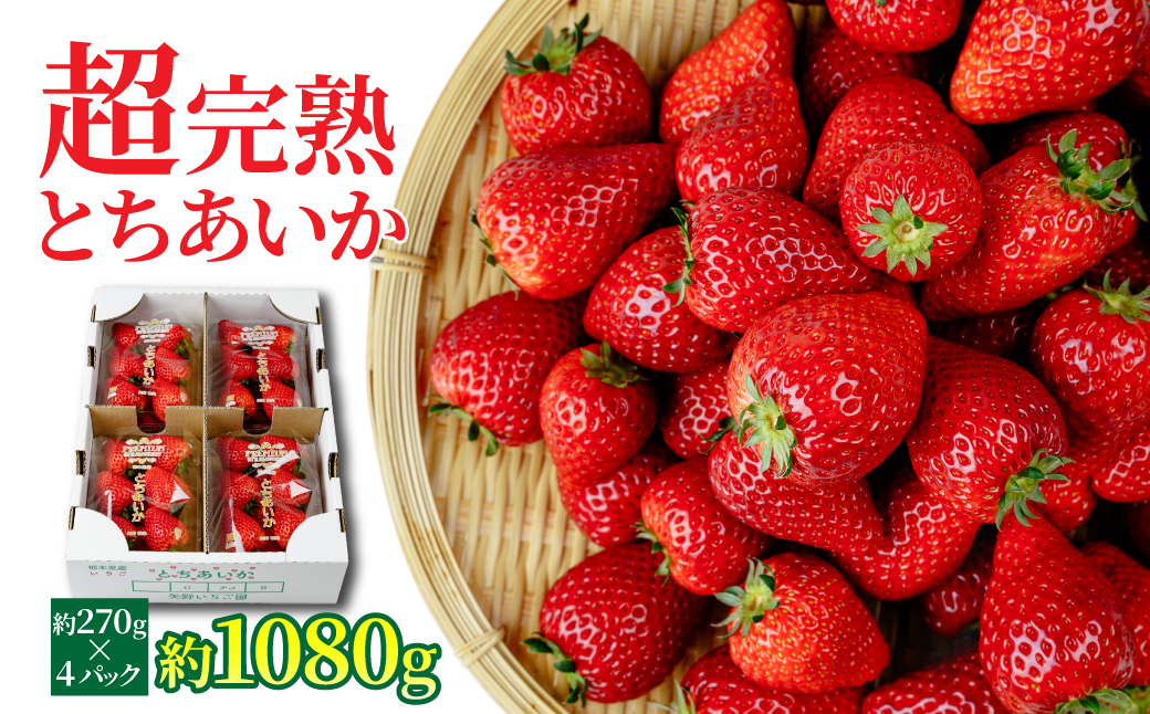 【先行受付：1月中旬以降発送】いちご 「茂木完熟いちご」　矢野農園 とちあいか レギュラーサイズ 約270g × 4パック 合計 約1080g | いちご イチゴ 苺 とちあいか 完熟 甘い あまい 果物 フルーツ 矢野農園 栃木県 茂木町