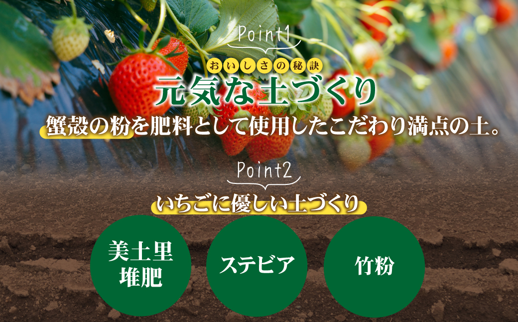 【先行受付：2月以降発送】いちご「茂木完熟いちご」師匠が育てた朝採れとちあいか  レギュラーサイズ 約270g × 4パック 計約1080g | いちご イチゴ 苺 とちあいか 完熟 朝採れ フルーツ 甘い あまい 果物 くだもの 旬 産地直送 栃木県産 関いちご園 栃木県 茂木町 